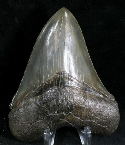 Gorgeous Megalodon Tooth - South Carolina #28164